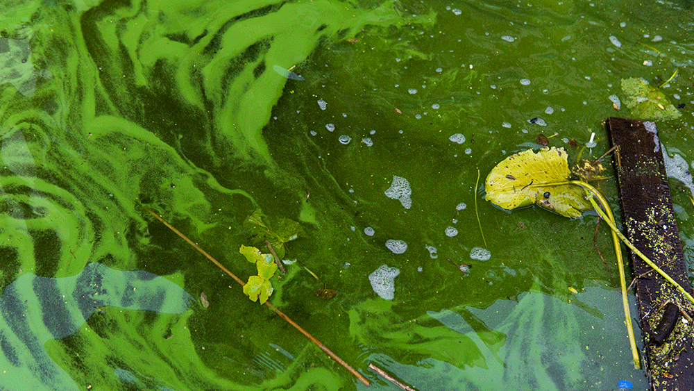 Do Land Plants Have Algal Relatives? The Institute for Creation Research